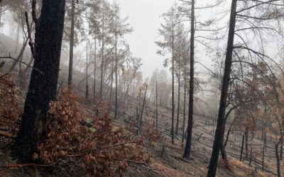 Wildfire Preparedness