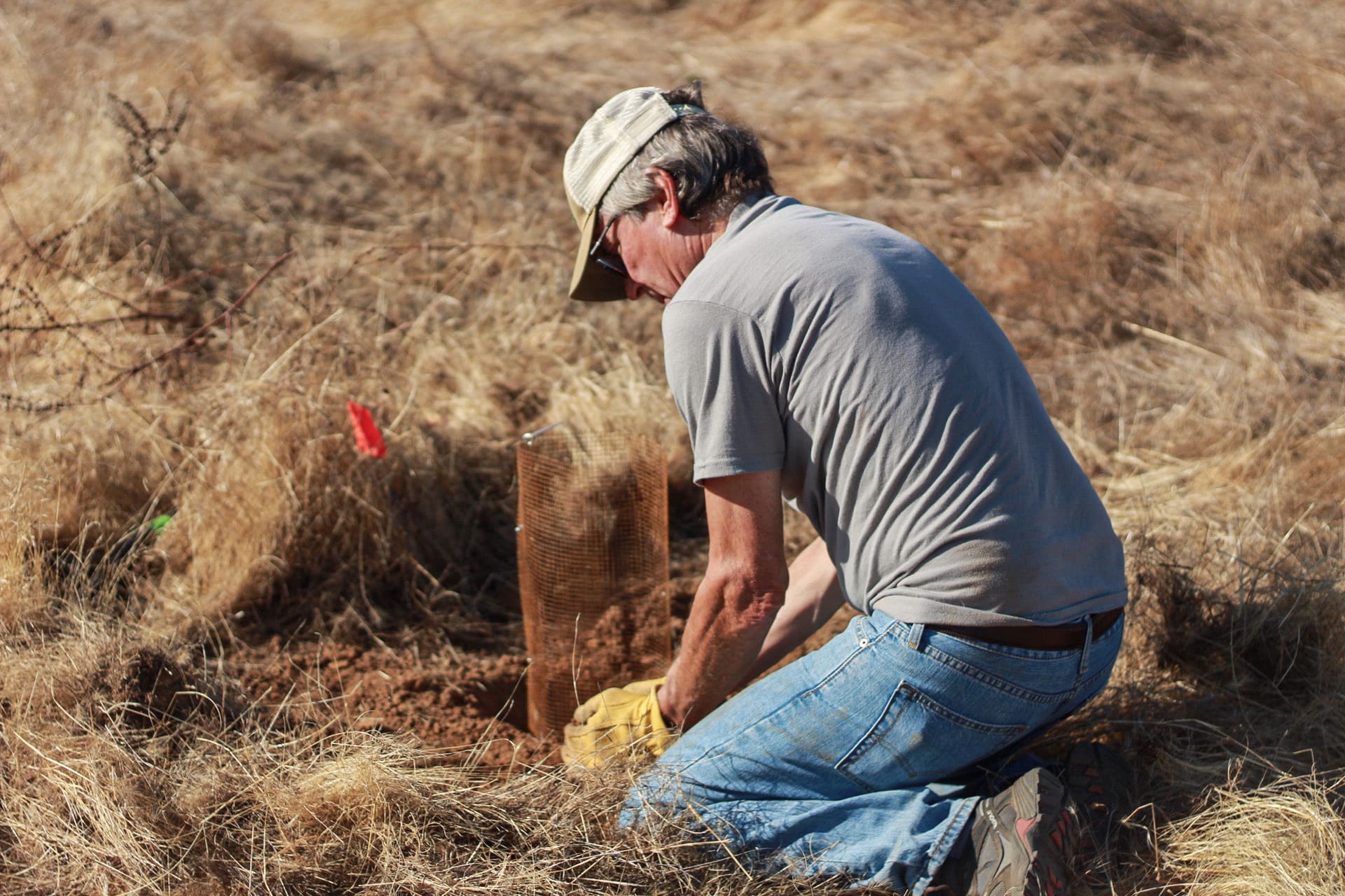 man planting acorn