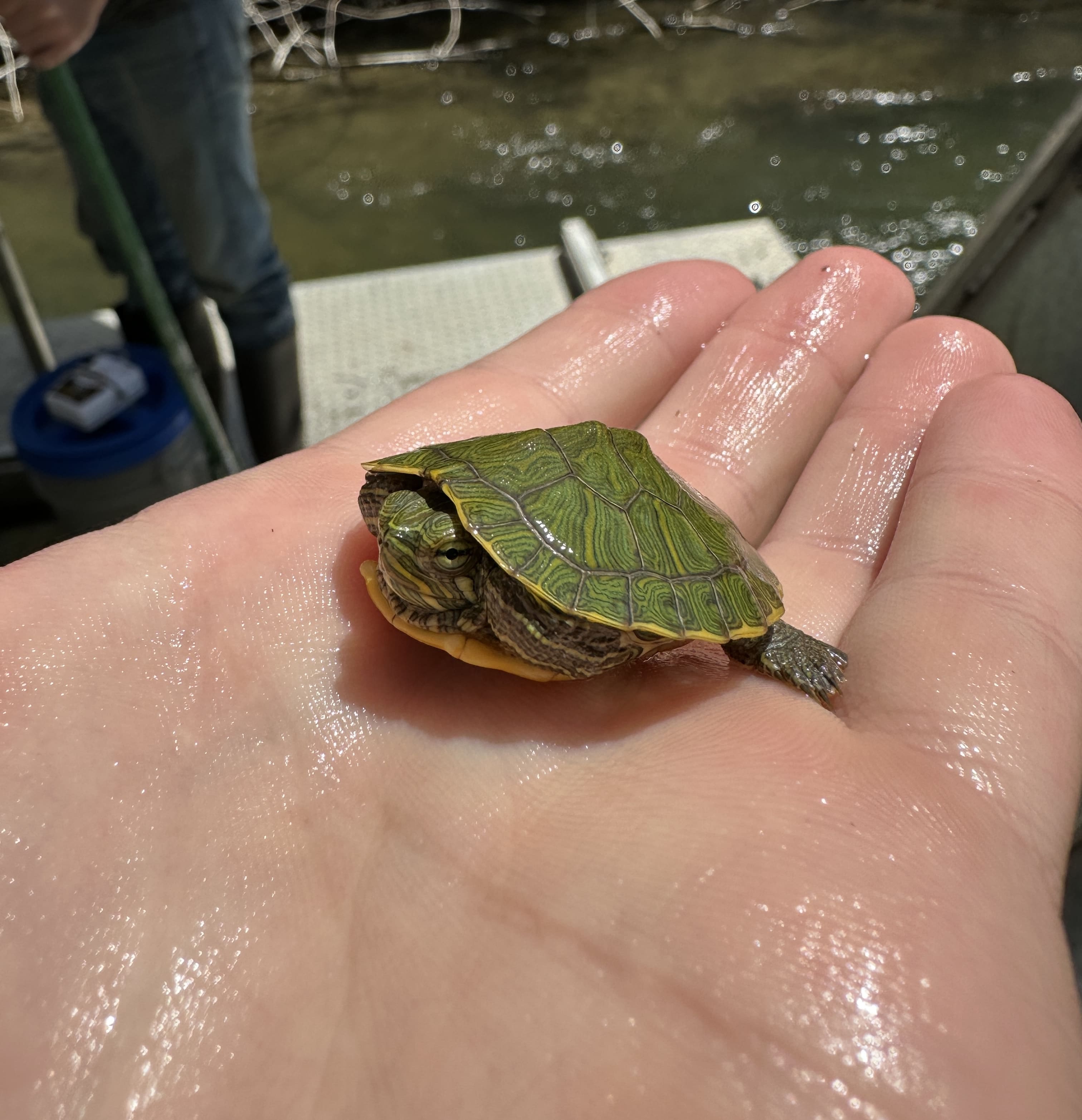 hand holding bright green turtle