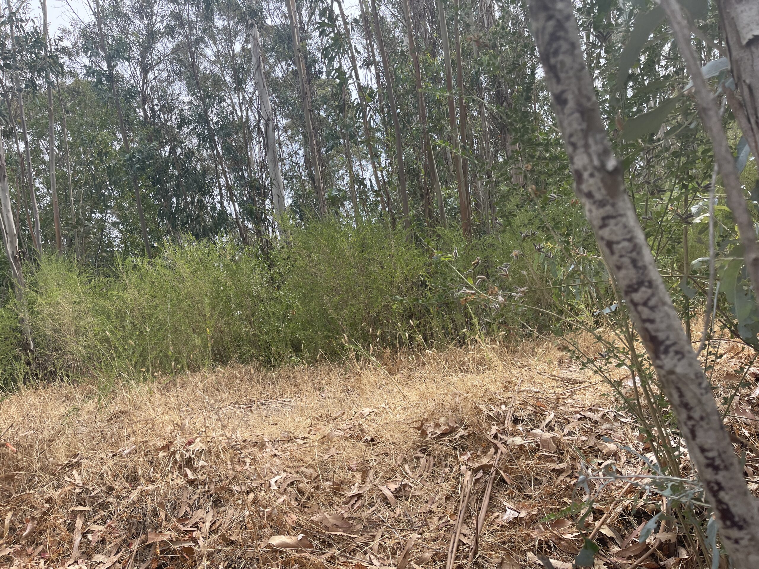 Photo of invasive broom 