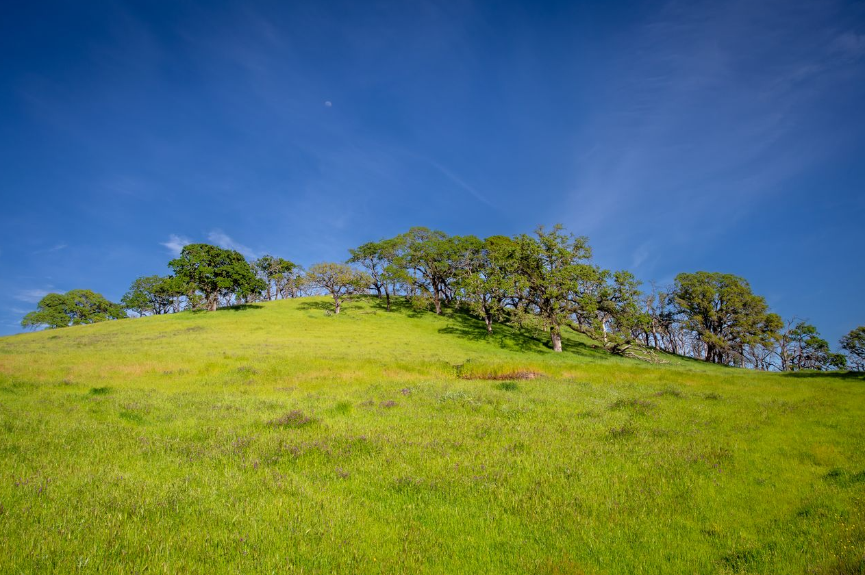 Oaky Hillside