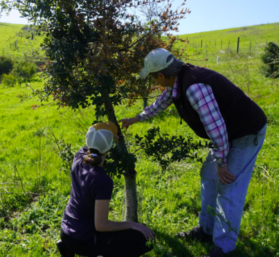 Woodpecker storing nuts in tree