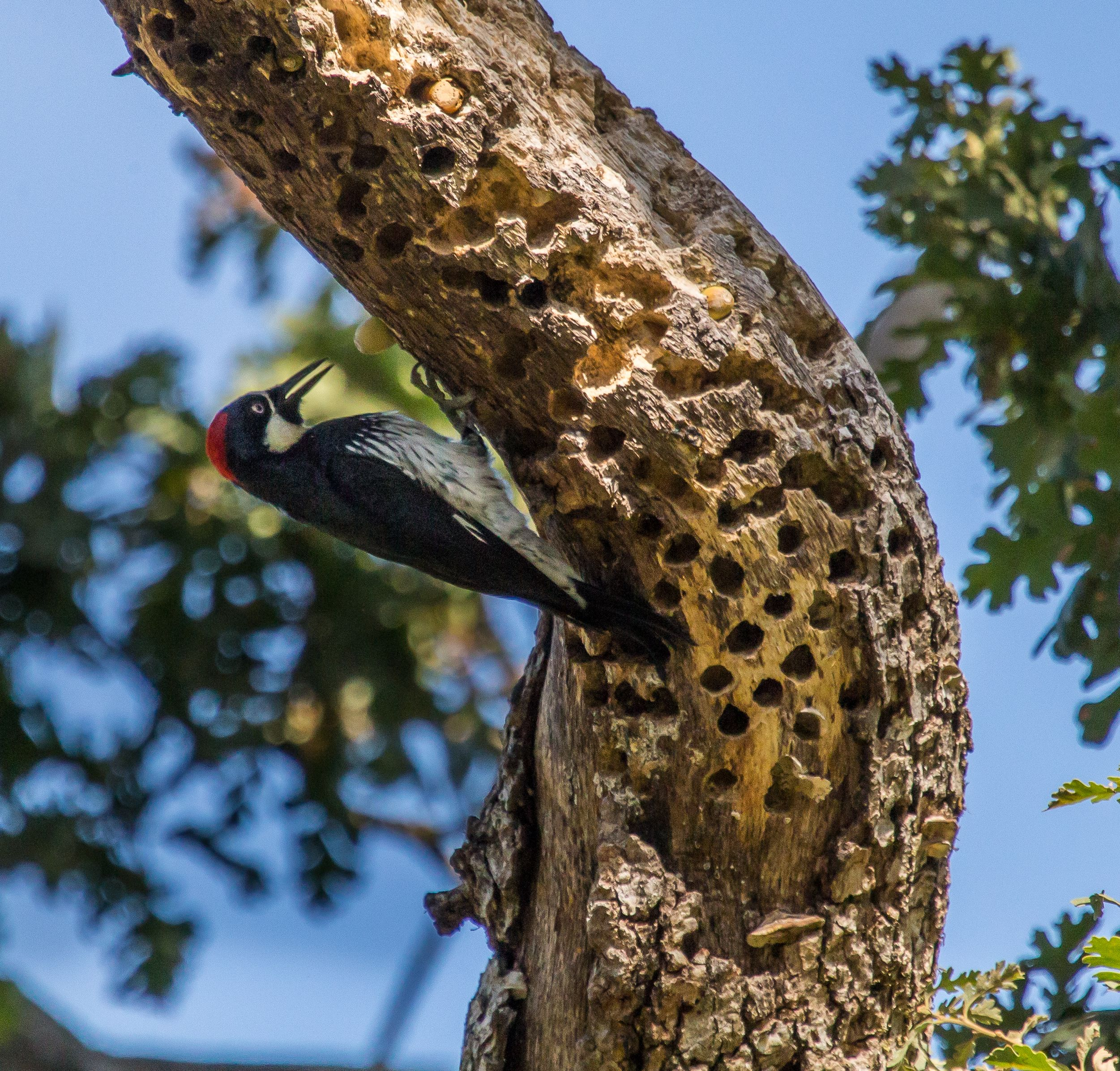 Woodpecker storing nuts in tree