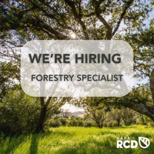 Backdrop of oak trees with sunlight peaking through, text box at forefront stating we're hiring.