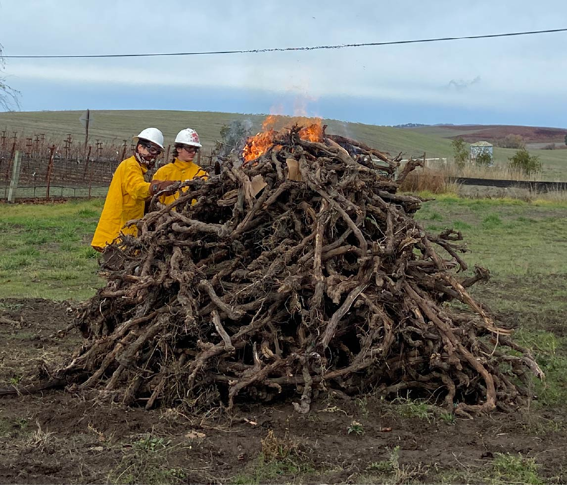 Volunteers burning a pile of old vines