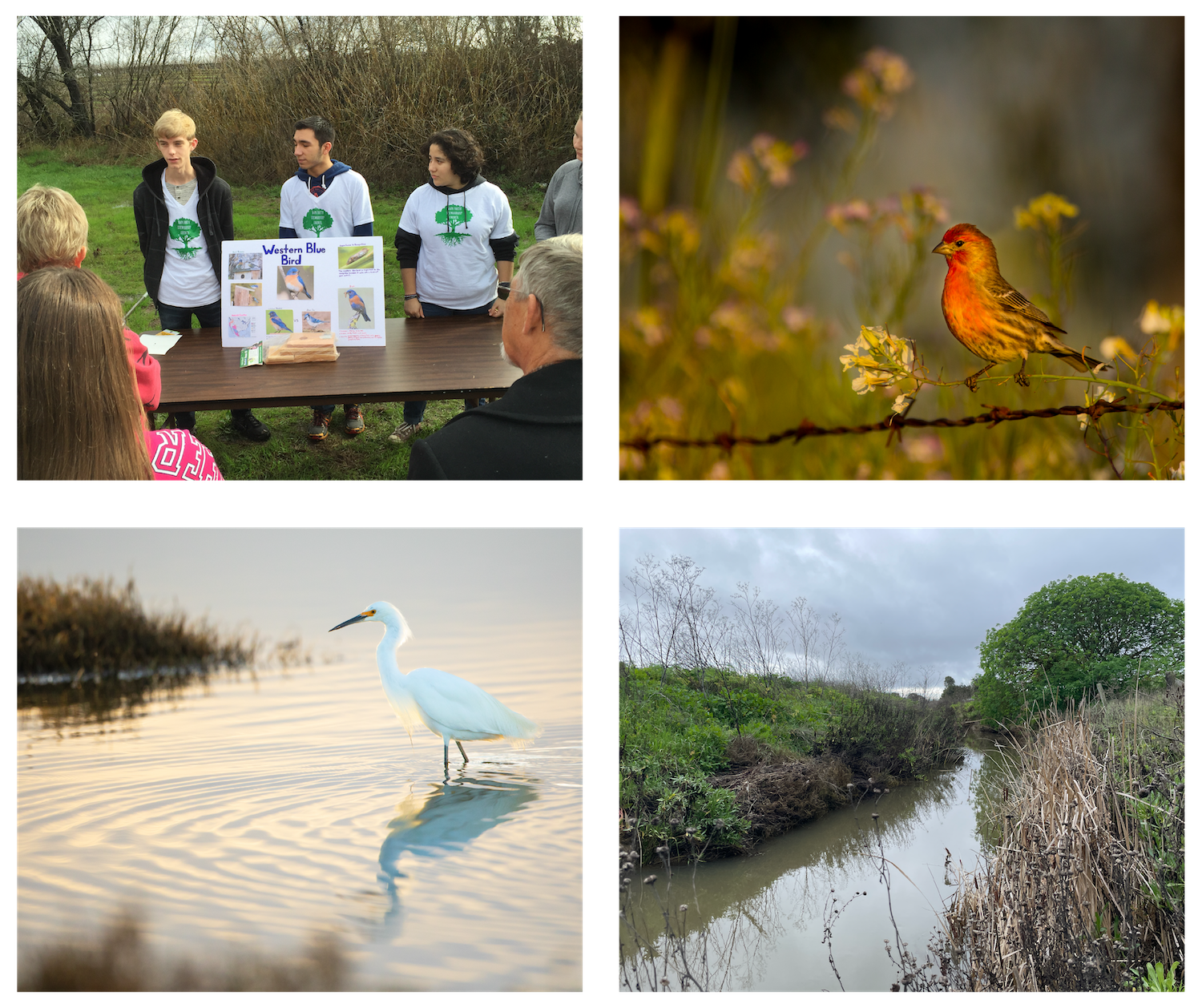 Collage of Huichica creek fauna and students